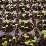 Compostability and degradability