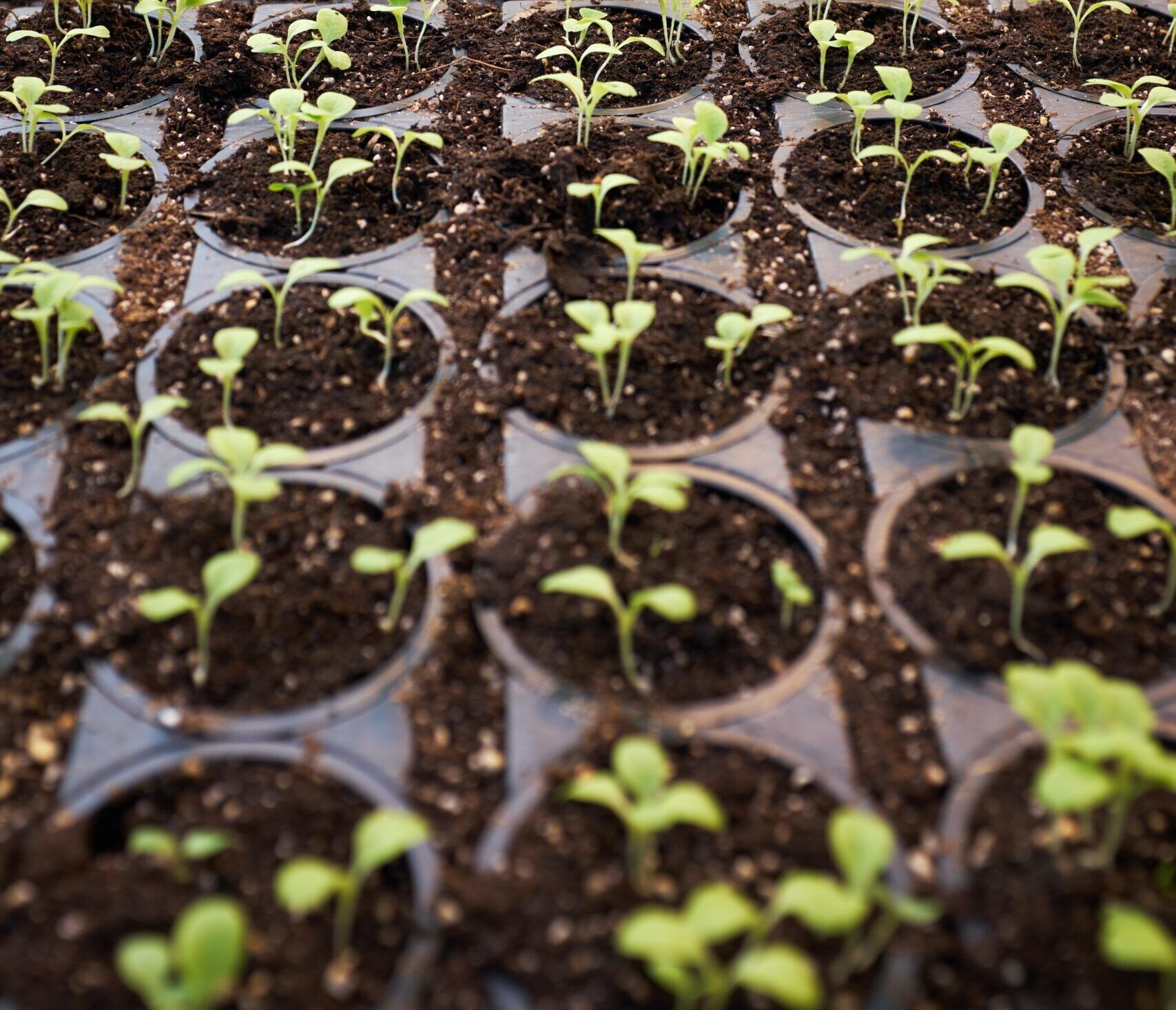 Compostability and degradability